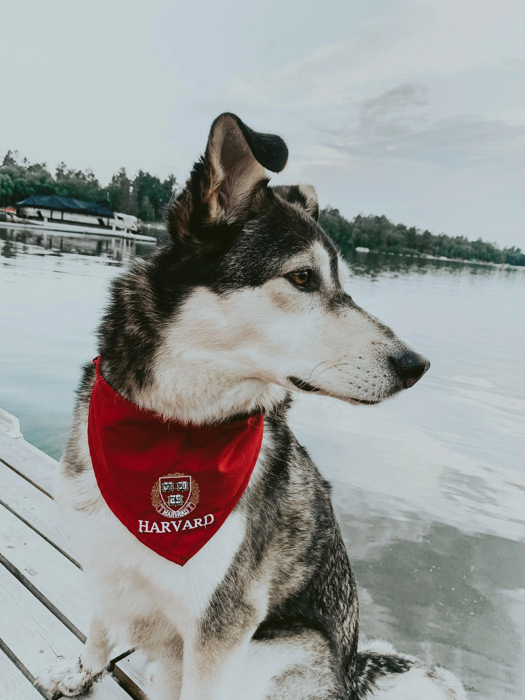 Harvard Dog Bandana - The Harvard Shop