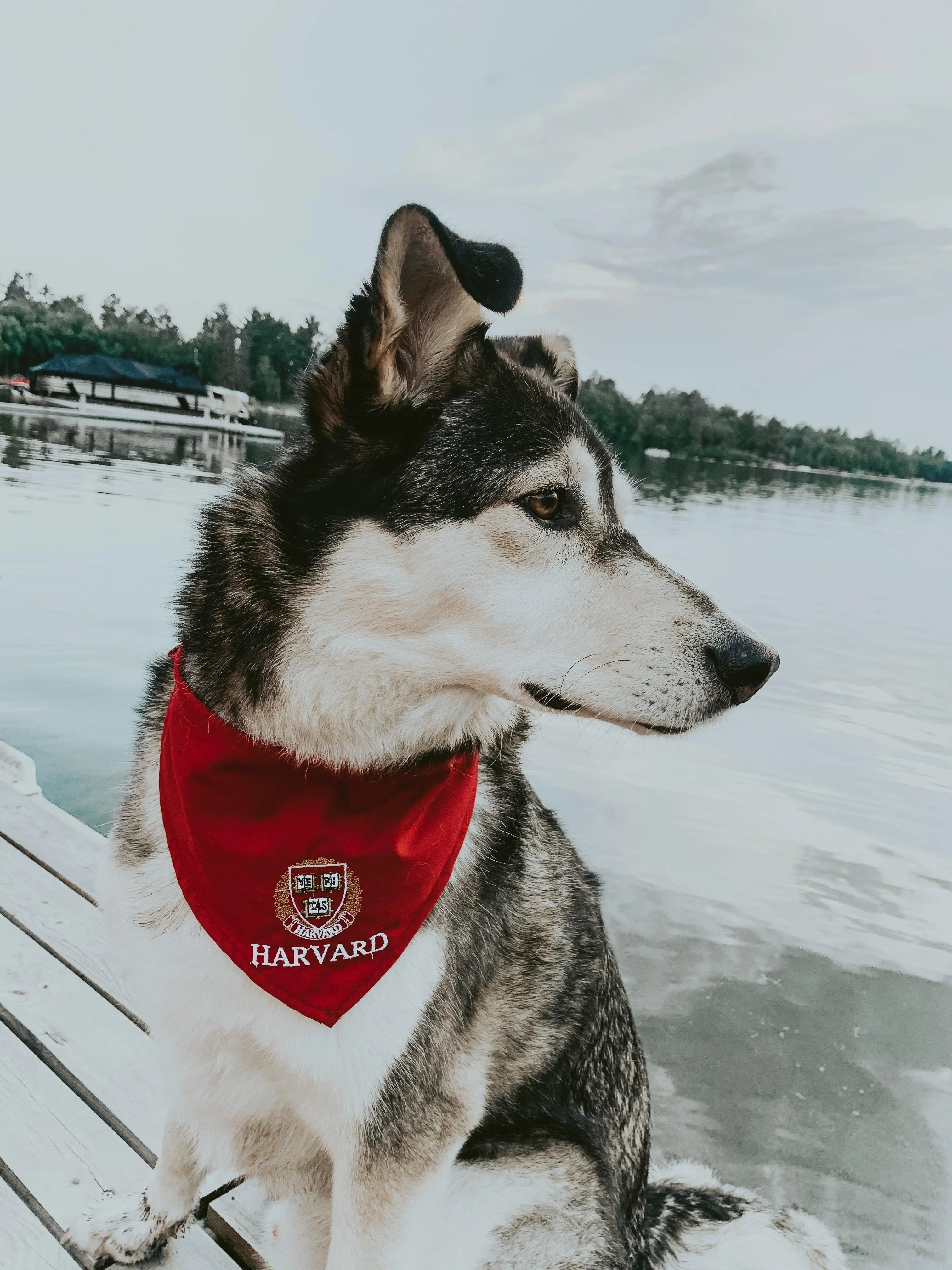 Harvard Dog Bandana - The Harvard Shop
