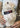 Harvard Shield Dog Collar - The Harvard Shop
