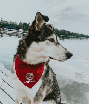 Harvard Dog Bandana